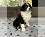 Small Photo #71 Miniature Australian Shepherd Puppy For Sale in SALISBURY, NC, USA