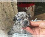 Small Photo #3 French Bulldog Puppy For Sale in BOSTON, MA, USA