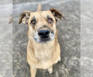 Huckleberry - Male German Shepherd Dog-Unknown Mix Dog for Adoption - Photo #3