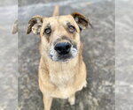 Small #2 German Shepherd Dog Mix