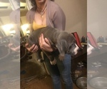 Small Photo #11 American Bully Puppy For Sale in GRIFFIN, GA, USA