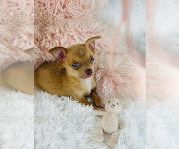 Medium Photo #20 Chihuahua Puppy For Sale in AVONDALE ESTATES, GA, USA