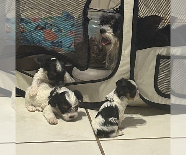 Medium Photo #2 Yorkshire Terrier Puppy For Sale in BRIDGETON, NJ, USA