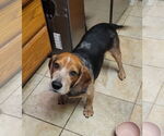 Small #3 Beagle