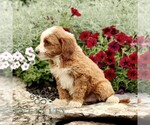 Small #2 Goldendoodle (Miniature)
