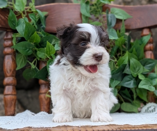 Medium Photo #63 Havanese Puppy For Sale in GOSHEN, IN, USA