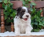 Small Photo #63 Havanese Puppy For Sale in GOSHEN, IN, USA