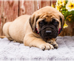 Small Photo #19 Mastiff Puppy For Sale in WAKARUSA, IN, USA