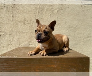 French Bulldog Puppy for sale in MORENO VALLEY, CA, USA