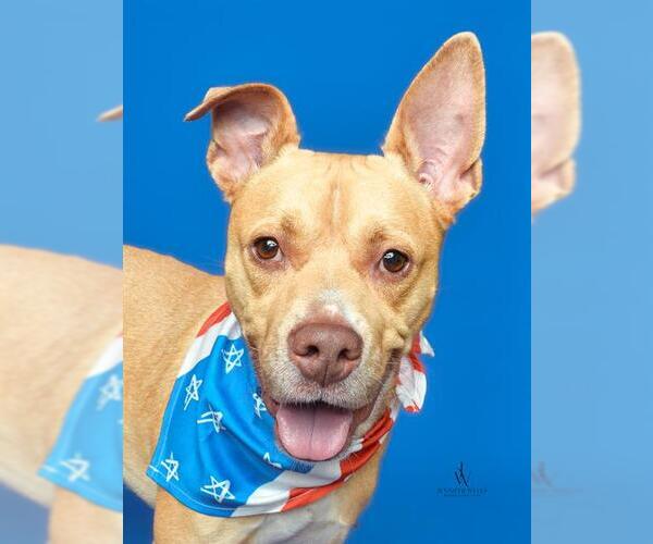 Medium Photo #2 - Mix Puppy For Sale in Forestville, MD, USA