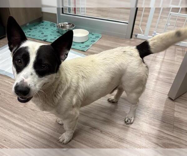 Medium Photo #1 Cardigan Welsh Corgi-Unknown Mix Puppy For Sale in Baytown, TX, USA