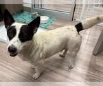 Small Cardigan Welsh Corgi Mix
