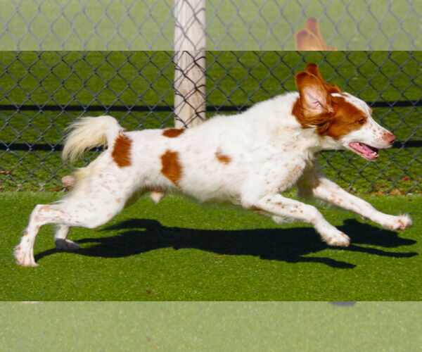 Medium Photo #5 Brittany Puppy For Sale in Curwensville, PA, USA