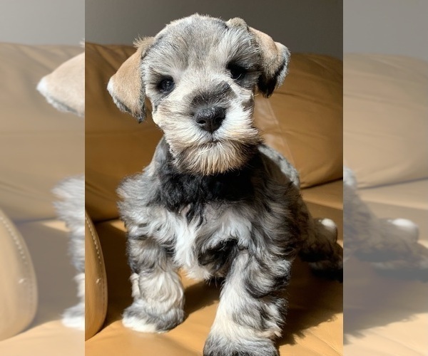 Medium Photo #2 Schnauzer (Miniature) Puppy For Sale in FAIRFIELD, CA, USA