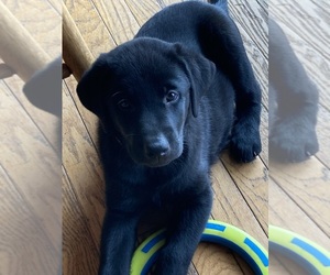 Medium Labrador Retriever