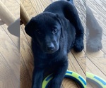 Puppy Puppy 2 Labrador Retriever