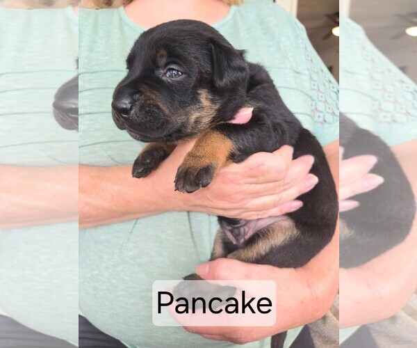 Medium Photo #3 Labrador Retriever-Unknown Mix Puppy For Sale in San Diego, CA, USA