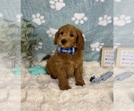 Small #1 Goldendoodle mix (+ Poodle Miniature)