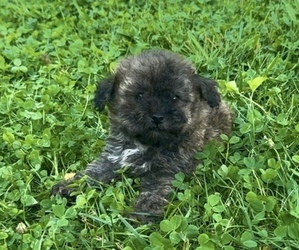 Poodle (Toy) Puppy for sale in CAMPBELLSVILLE, KY, USA