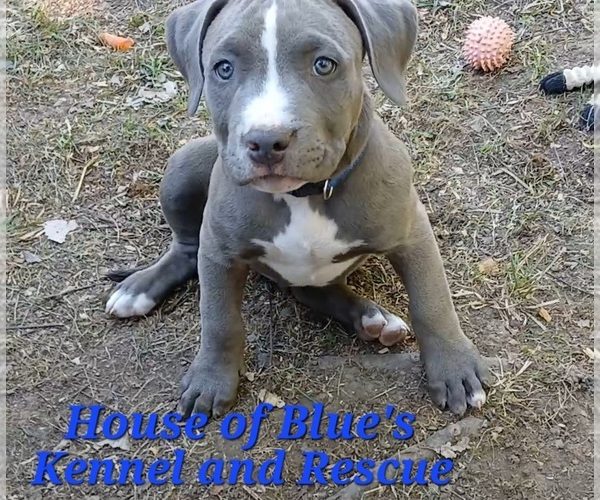 Medium Photo #1 American Pit Bull Terrier Puppy For Sale in DELAWARE, OH, USA