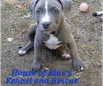Image preview for Ad Listing. Nickname: Blue Male