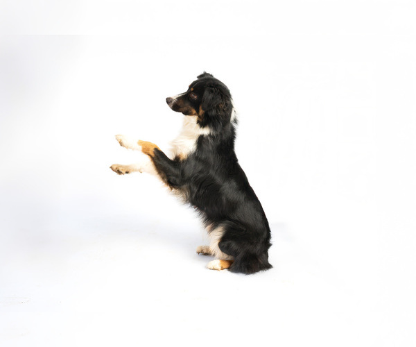 Medium Photo #1 Australian Shepherd Puppy For Sale in PLACERVILLE, CA, USA