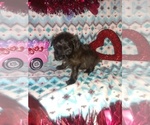 Small Photo #11 Poodle (Toy) Puppy For Sale in LAPEER, MI, USA