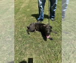 Small #3 American Pit Bull Terrier Mix