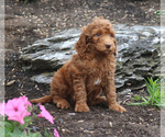 Small Photo #2 Goldendoodle-Poodle (Standard) Mix Puppy For Sale in HONEY BROOK, PA, USA