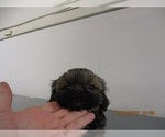 Small Photo #6 Shih Tzu Puppy For Sale in CARROLLTON, GA, USA