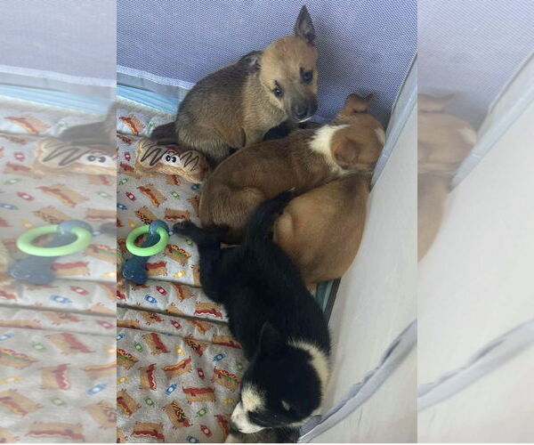 Medium Photo #4 Mutt Puppy For Sale in Wakefield, RI, USA