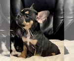 Small Photo #64 French Bulldog Puppy For Sale in BATON ROUGE, LA, USA