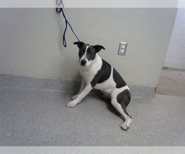 Medium Photo #1 American Pit Bull Terrier-Unknown Mix Puppy For Sale in Pasadena, TX, USA