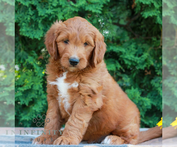 Medium Photo #3 Goldendoodle Puppy For Sale in LITITZ, PA, USA