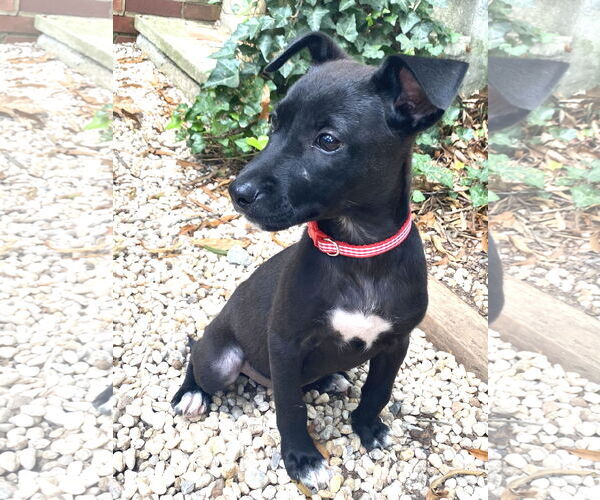 Medium Photo #11 Labrador Retriever-Unknown Mix Puppy For Sale in Holly Springs, NC, USA