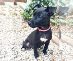 Small #10 Labrador Retriever Mix