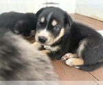 Small #7 Aussie Siberian