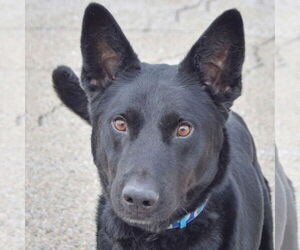 German Shepherd Dog-Unknown Mix Dogs for adoption in Huntley, IL, USA