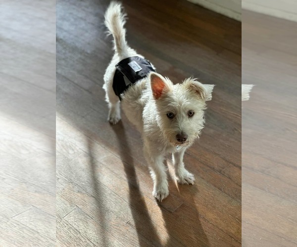 Medium Photo #2 Mutt Puppy For Sale in Princeton, MN, USA