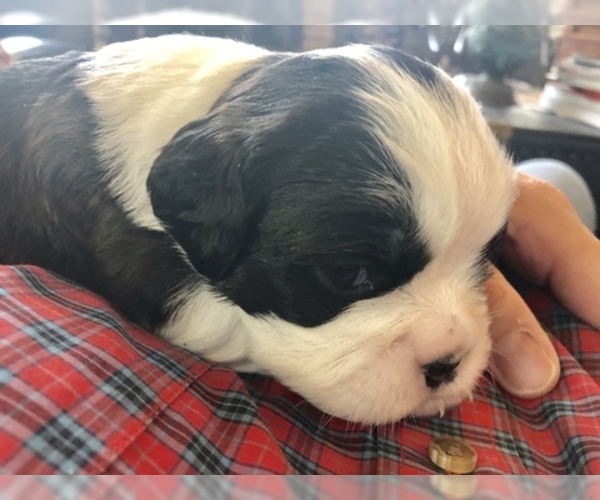 Medium Photo #4 Boston Terrier-Cavalier King Charles Spaniel Mix Puppy For Sale in SMITHFIELD, VA, USA