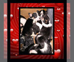 Small Photo #24 Cowboy Corgi Puppy For Sale in GALLEGOS, NM, USA