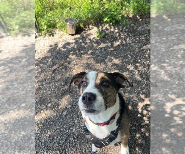 Medium Photo #1 Boxer-Unknown Mix Puppy For Sale in Elmsford, NY, USA