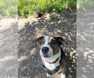 Boxer-Unknown Mix Dogs for adoption in Elmsford, NY, USA