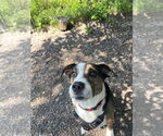 Small Boxer Mix
