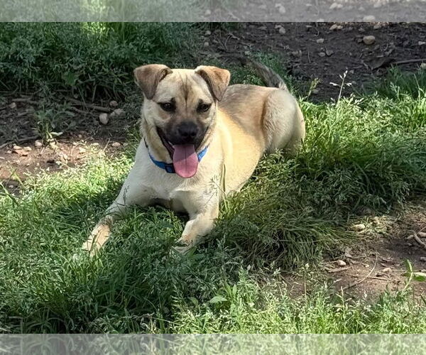 Medium Photo #5 Pug-Unknown Mix Puppy For Sale in Woodbury, NY, USA
