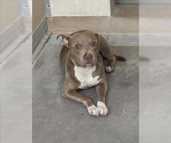 Medium Photo #1 Mutt Puppy For Sale in Texas City, TX, USA