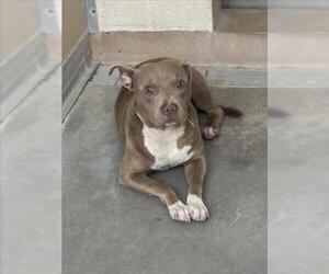 Mutt Dogs for adoption in Texas City, TX, USA