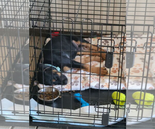 Medium Photo #6 Doberman Pinscher-Unknown Mix Puppy For Sale in Buffalo, MN, USA