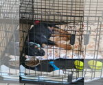 Small #5 Doberman Pinscher Mix