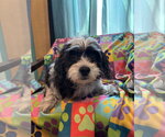 Small #4 Maltipoo (Miniature)